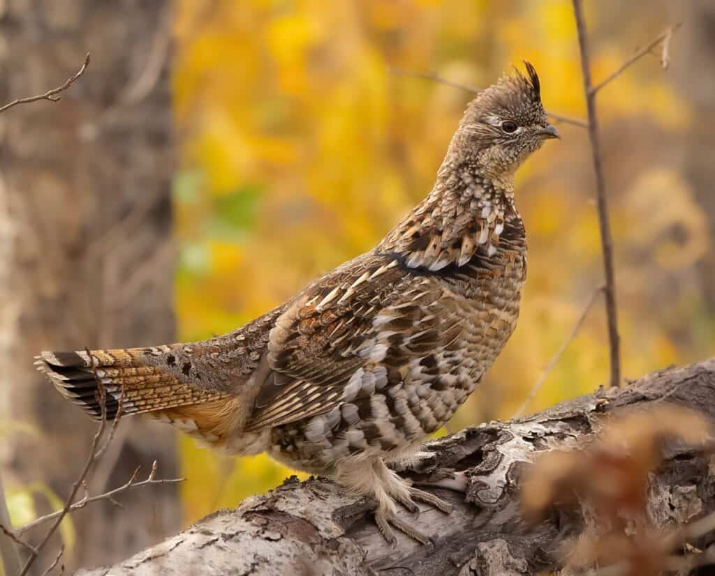 A female ruffed grouse stands on a log in an Appalachian forest.