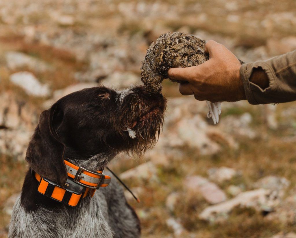 A German Wirehaired Pointer releasing a ptarmigan to his owner's hand in Utah's Uinta Mountains.