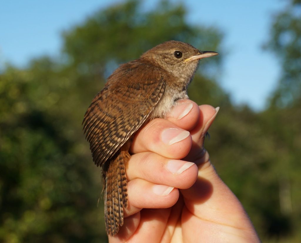 A researcher holds a captured house wren.