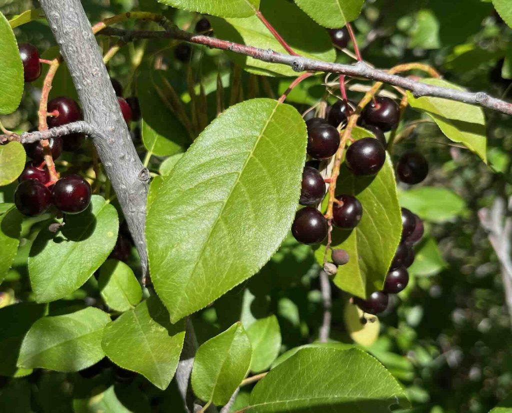 Ripe chokecherries growing on a bush, showing the light serration of the leaves and the dark red, almost black color of the berries.