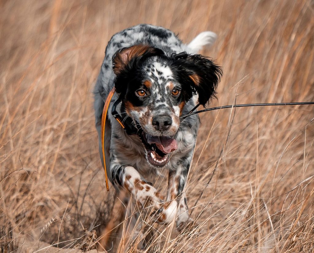 A Llewellin Setter gallops through a field while searching for pheasant.