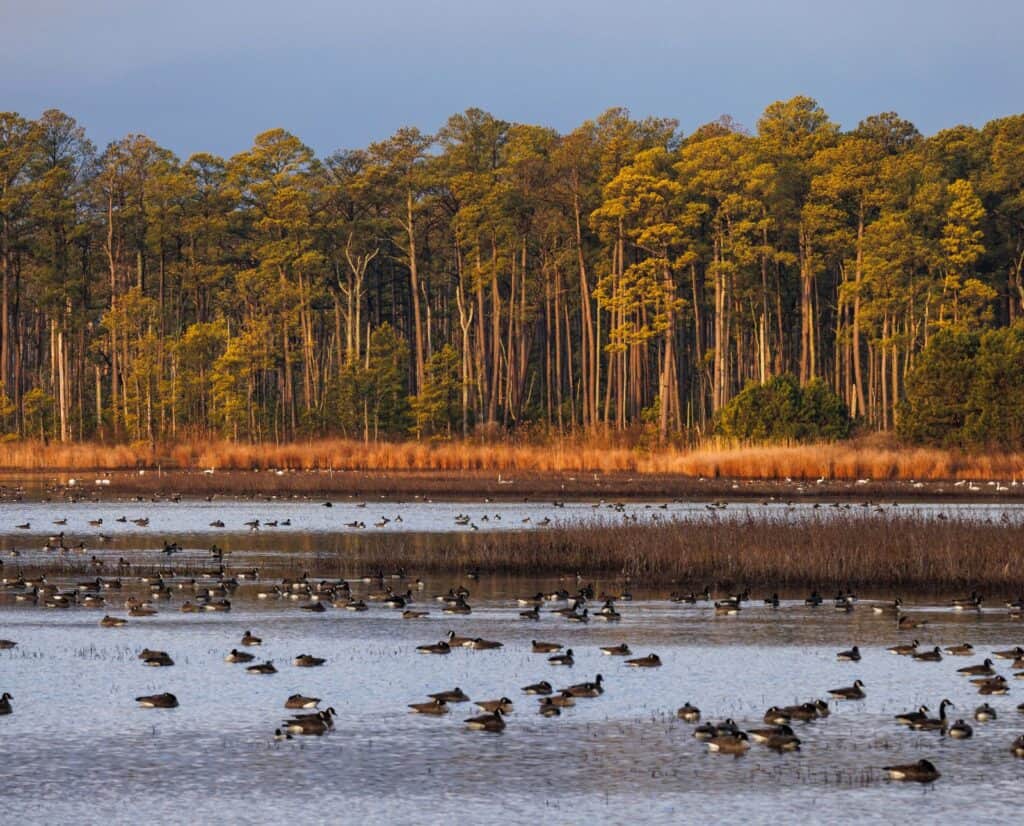 Geese and other shorebirds float in a marsh near tall conifers.