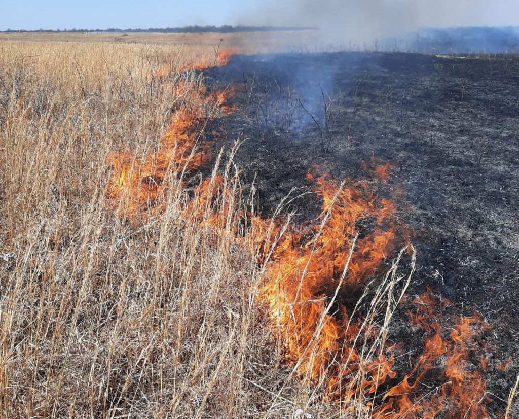 A prescribed fire burns a grassland.