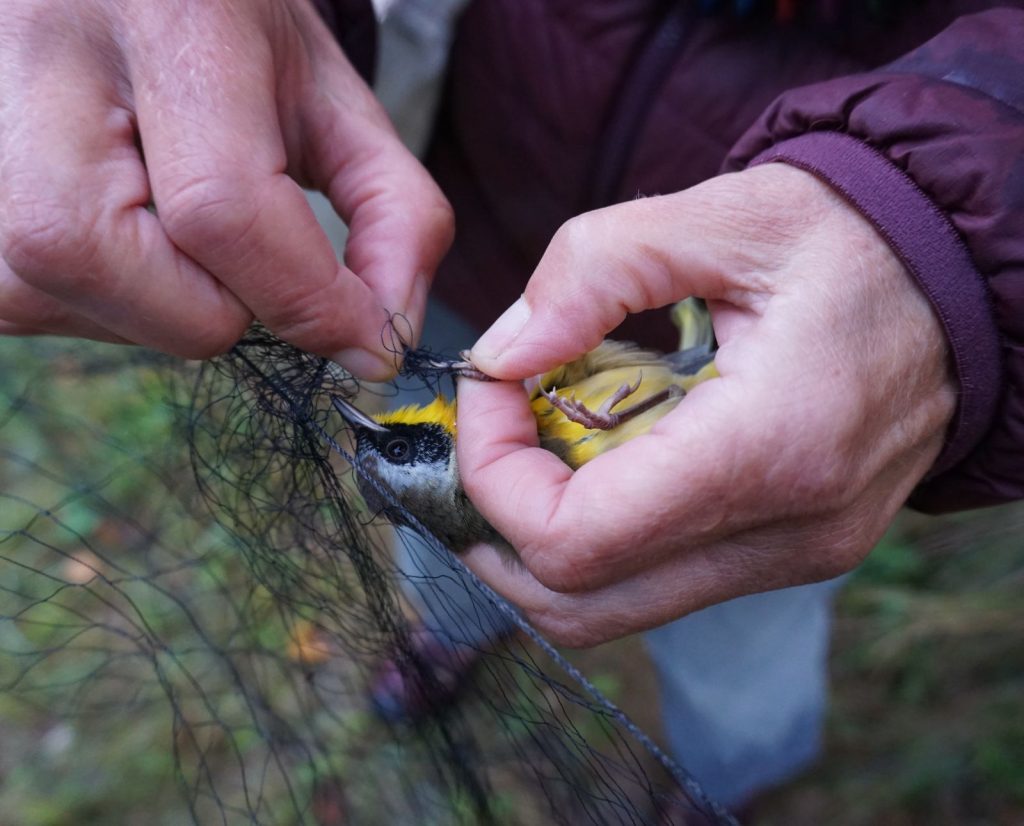 A researcher removes a common yellowthroat from a mist net.