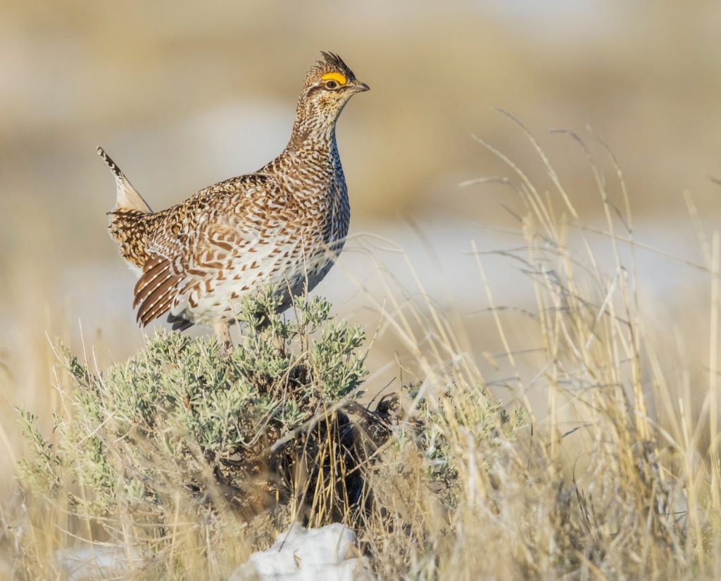 A sharp-tailed grouse stands on woody sagebrush in a grassland.
