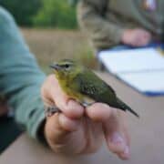 A researcher holds a captured Tennessee warbler while another researcher takes notes on the bird.