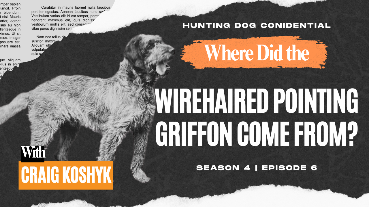 A wirehaired pointing griffon on a podcast cover 