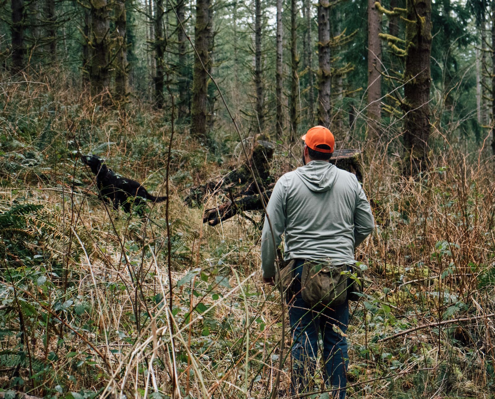 Blood Tracking Big Game with Versatile Hunting Dogs - Project Upland