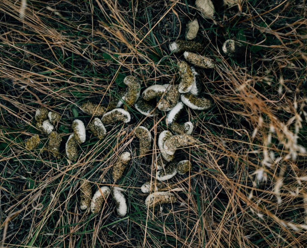 Sage grouse scat found at a roosting site.