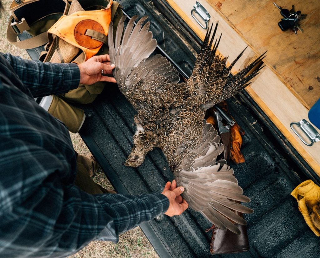 A hunter admires a sage grouse spread out on a tailgate next to a shotgun and hunting gear.