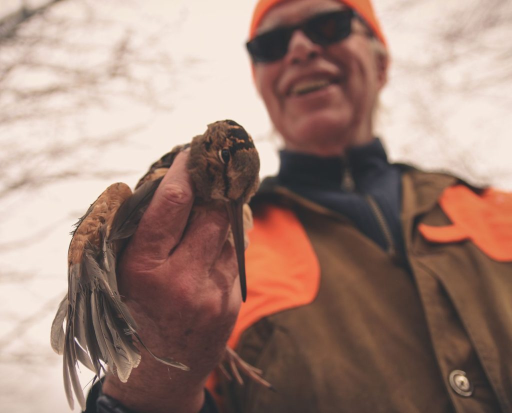 An aging hunter holds an American woodcock while upland hunting.