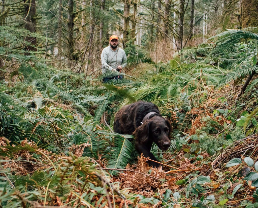 A man follows a versatile hunting dog on a blood trail.