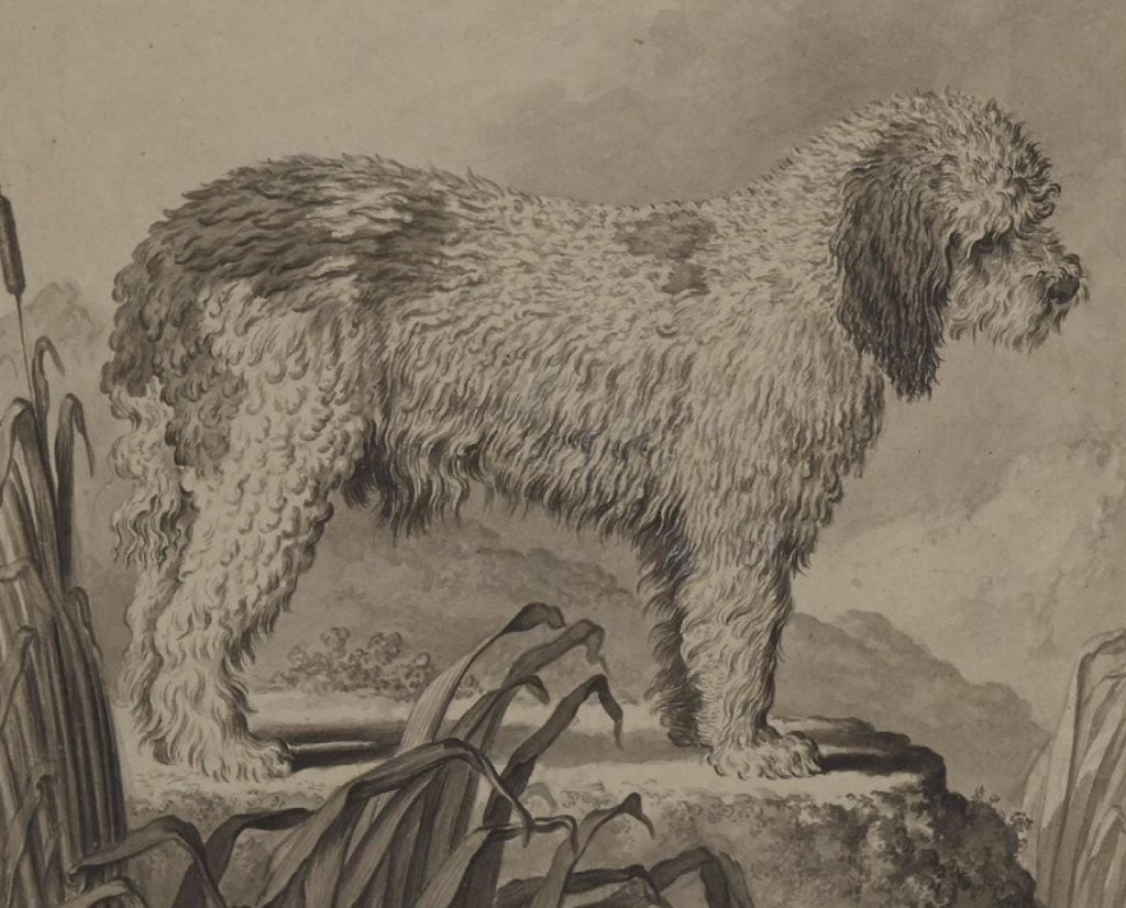 A historic drawing of a wirheiared pointing griffon.