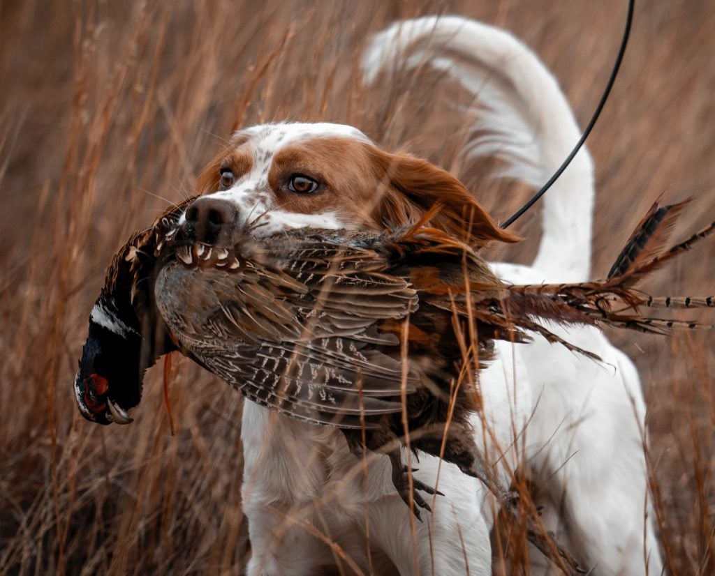 A bird dog retrieves a rooster pheasant.