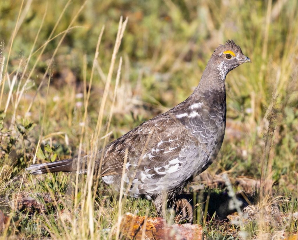A dusky grouse stands in grass and forbs of mixed heights.