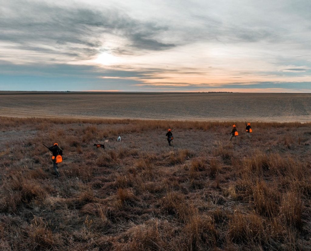 Four hunters and two bird dogs walk a grassy field edge while pheasant hunting.