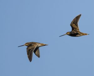 Two Wilson's snipe in flight against a blue sky.