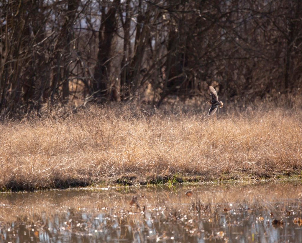 A Wilson's snipe flies into excellent snipe habitat.