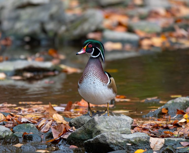 A wood duck drake stands on a rock near a small stream with fallen leaves.