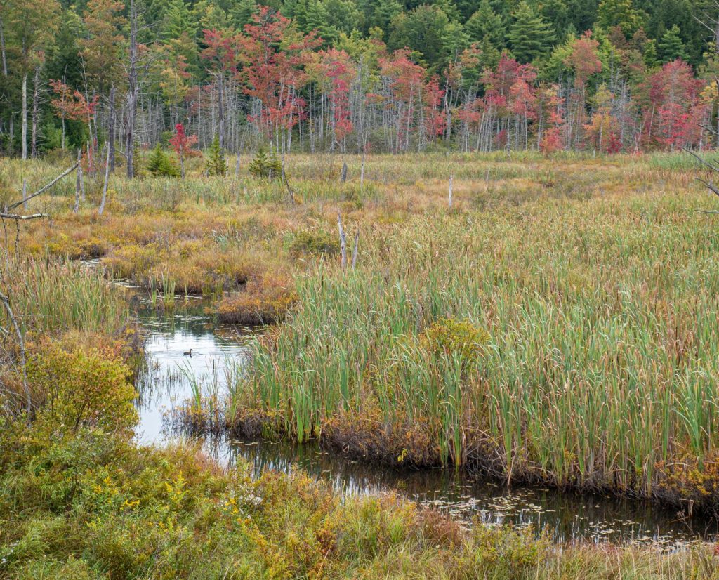 A wood duck swims in a skinny creek surrounded by brush in Maine.