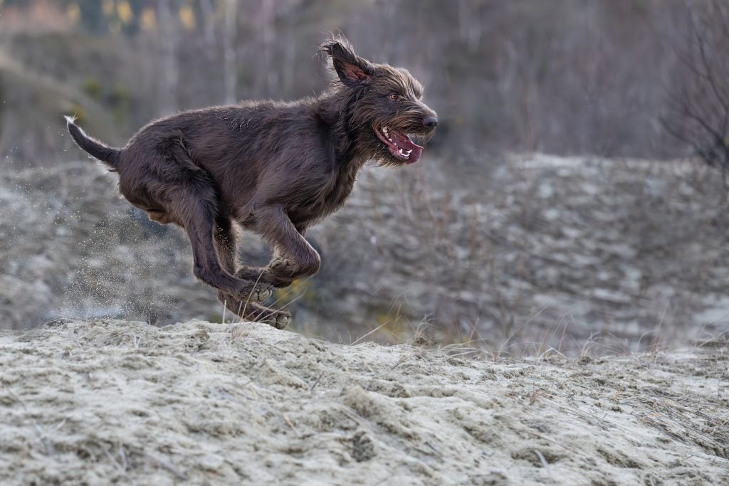 Pudelpoiner in a gallop on uneven terrain
