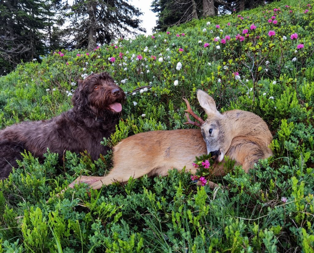 Pudelpointer doing blood tracking of big game. 