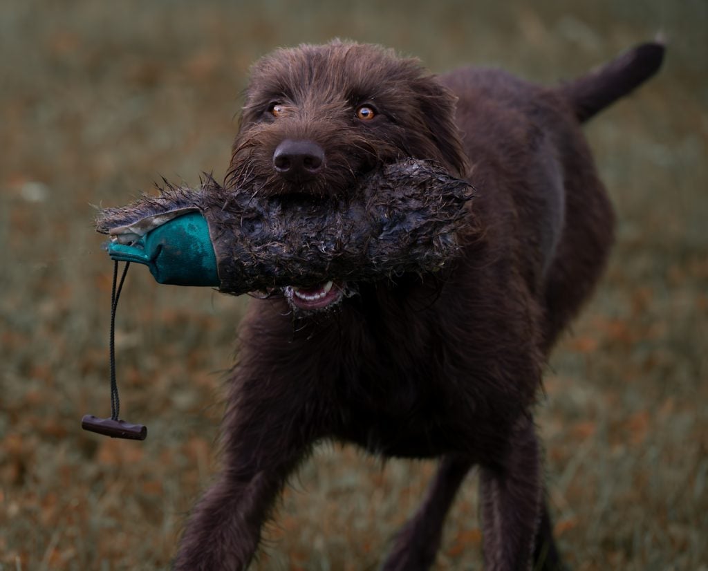 Pudelpointer making a retrieve 