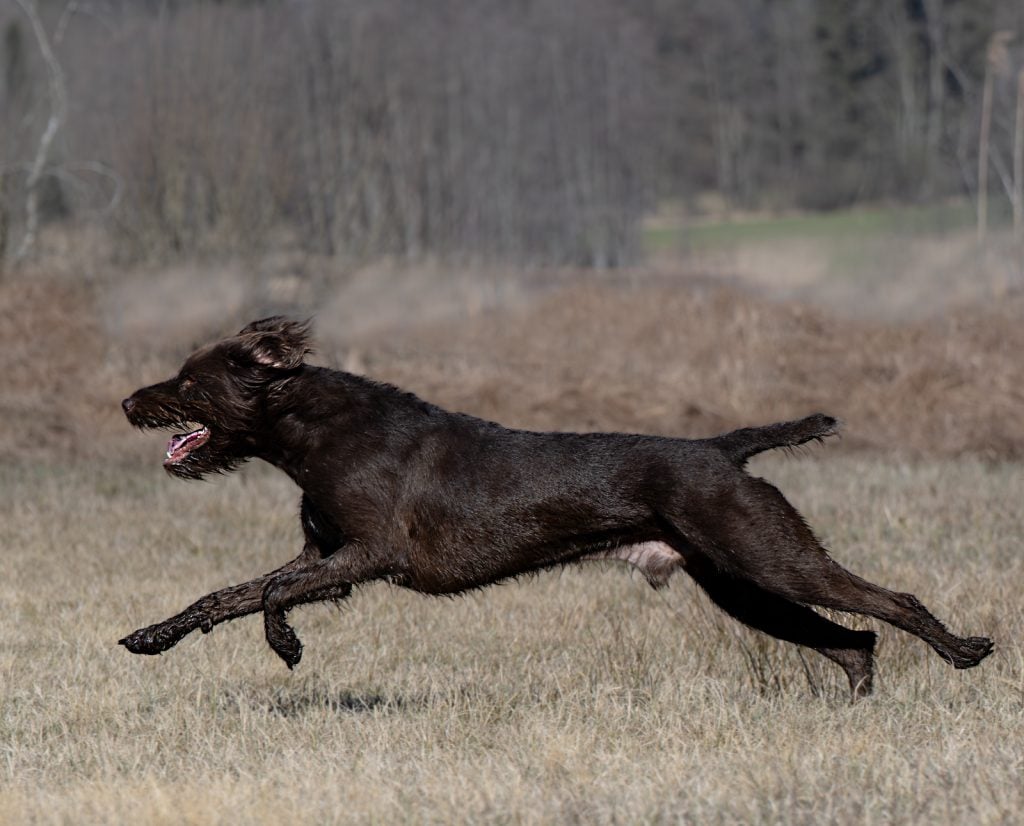Pudelpointer in a hard run.