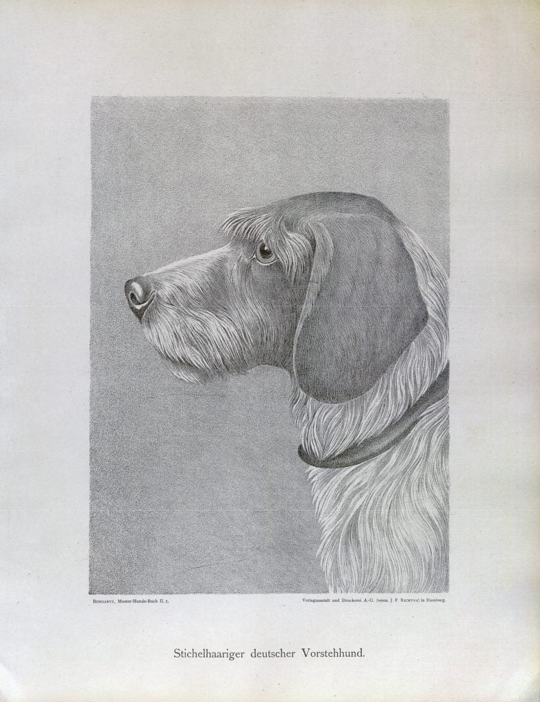 Historic drawing of a Stichelhaar