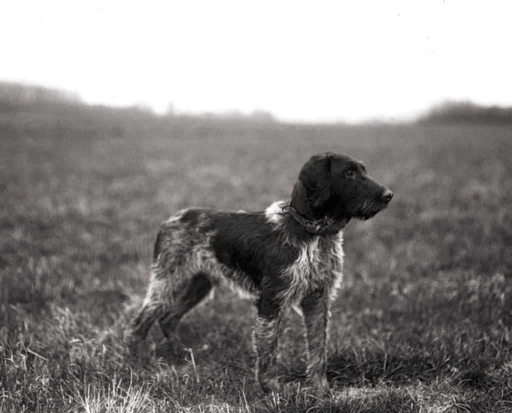 a historic image of a Stichelhaar dog.