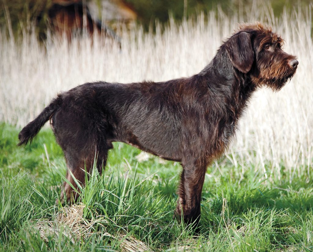 Profile view of a Stichelhaar Dog