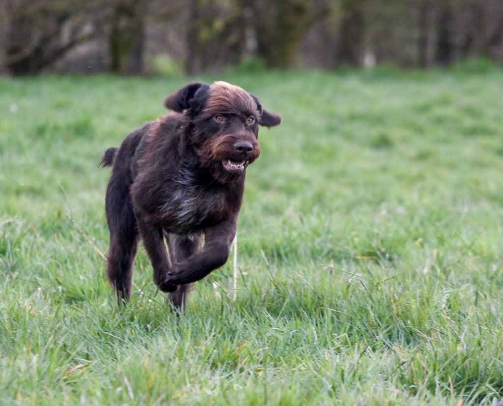 Stichelhaar running in a field. 