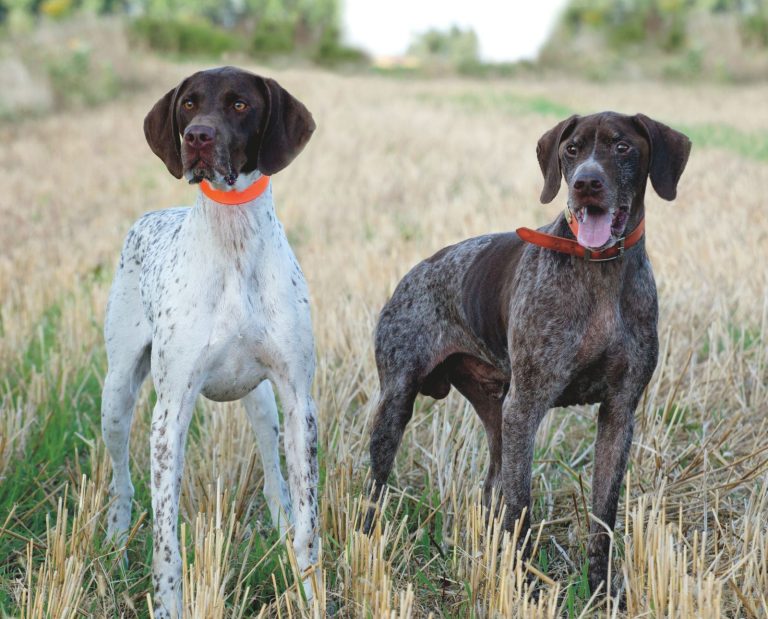Two Braques Francais posing next to each other. One is the Gascogne type and the other is the Pyrenees type.