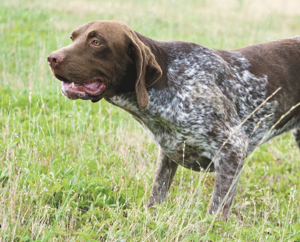 A Braque Francais Gascogne on point while hunting.