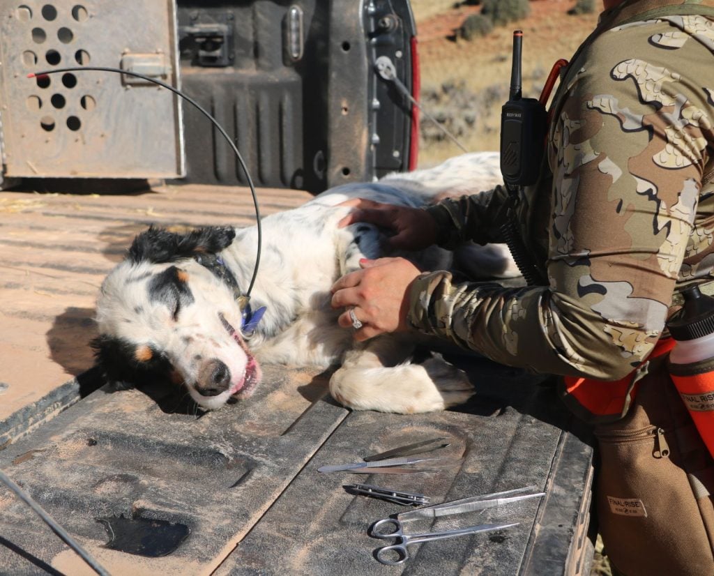 An English Setter rests on a tailgate while his owner checks his paws for cactus spines.