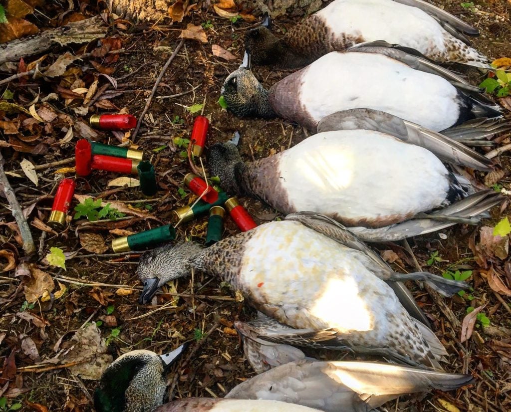 Five dead American wigeon next to shotgun shells.