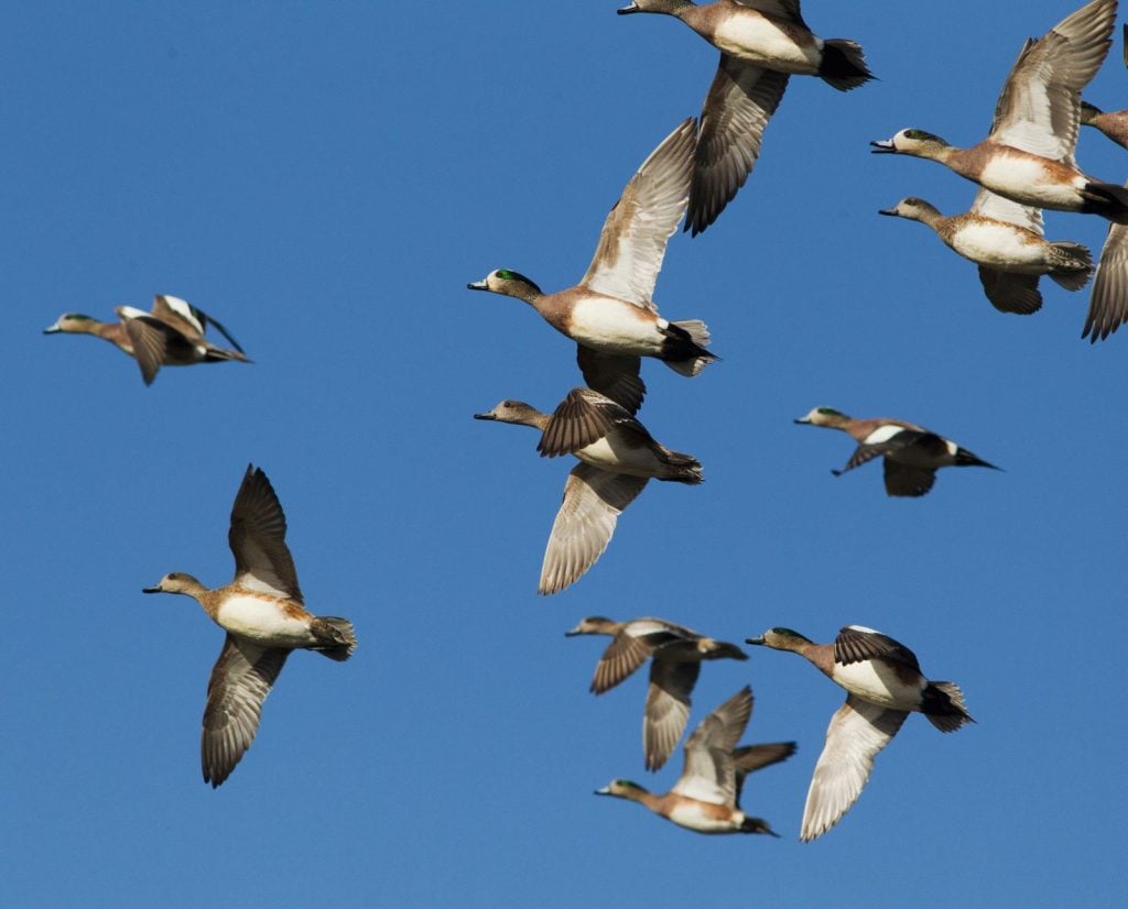 A flock of American wigeon in flight.