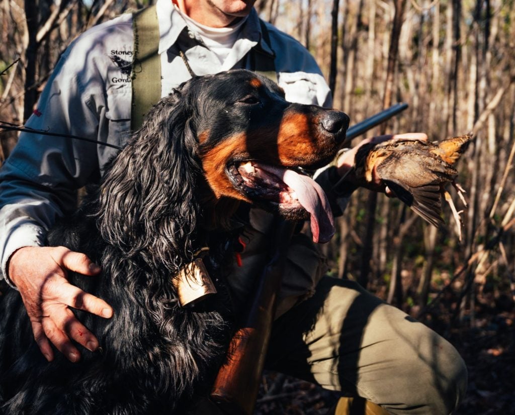 A Gordon Setter poses next to an American Woodcock in North Carolina.