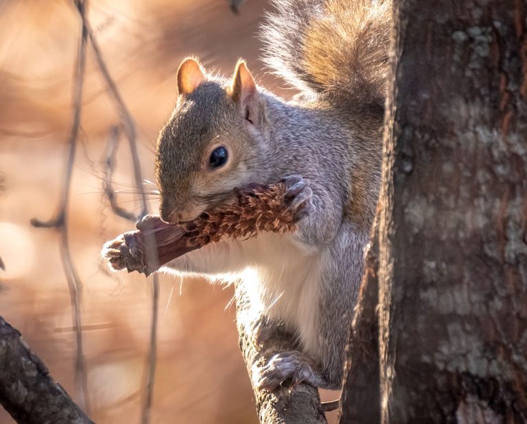 A gray squirrel eats a pinecone in the winter.