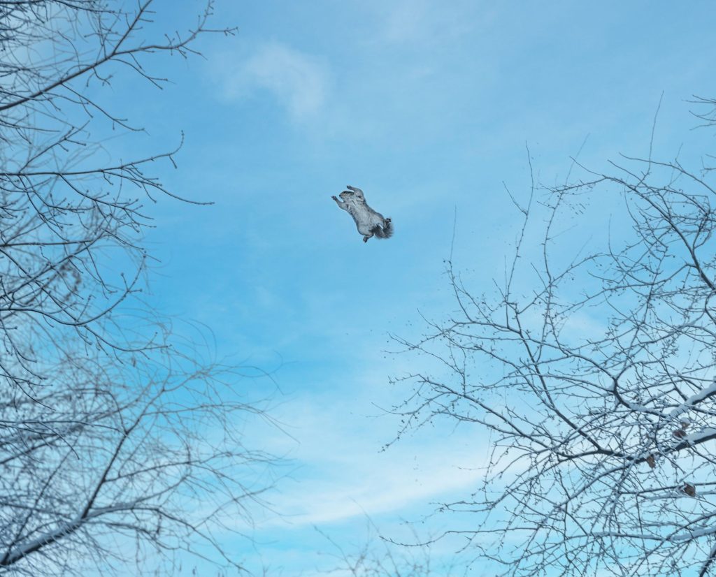 A gray squirrel jumps between two trees covered in snow.