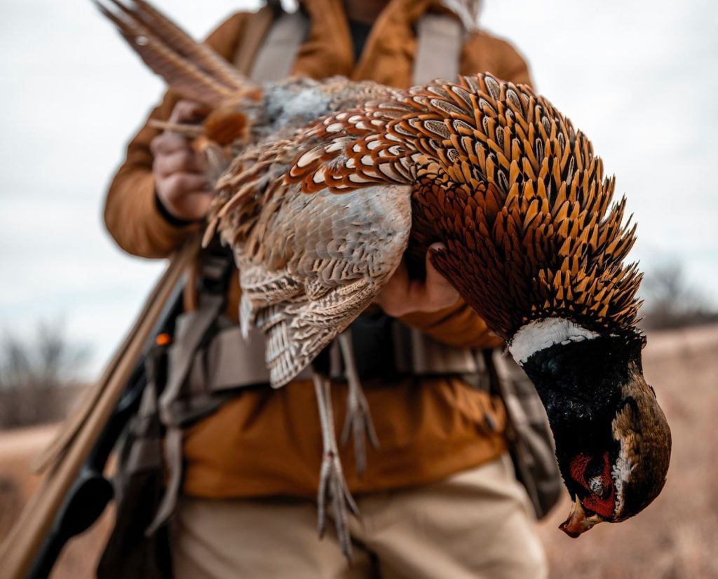 An upland hunter holds up a colorful rooster pheasant.