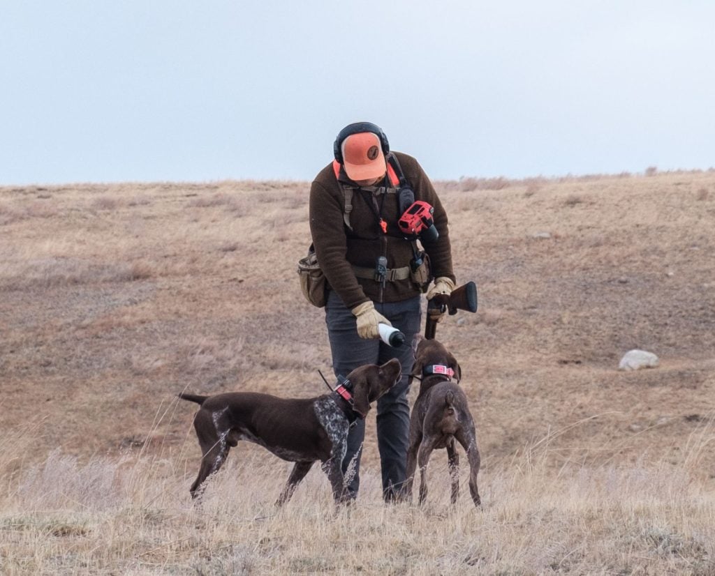 A bird hunter gives water to two Braques Francais.