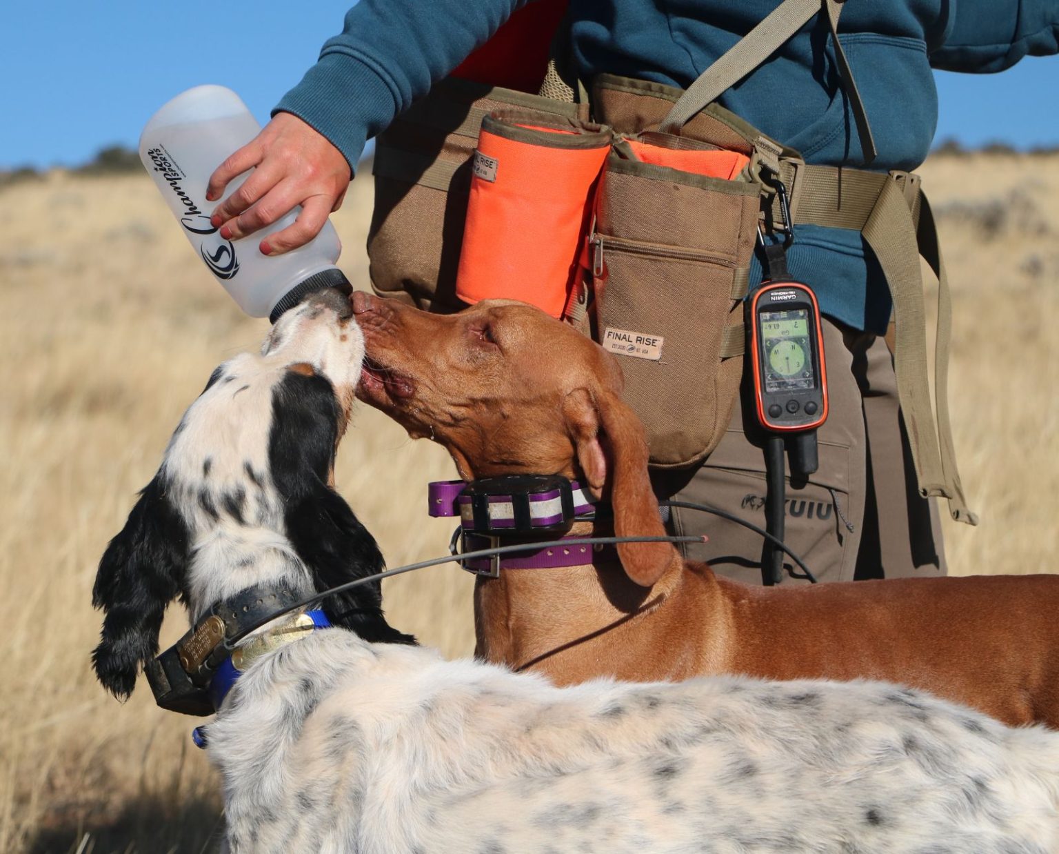 Navigating Hunting-Related Dog Injuries in the Field - Project Upland