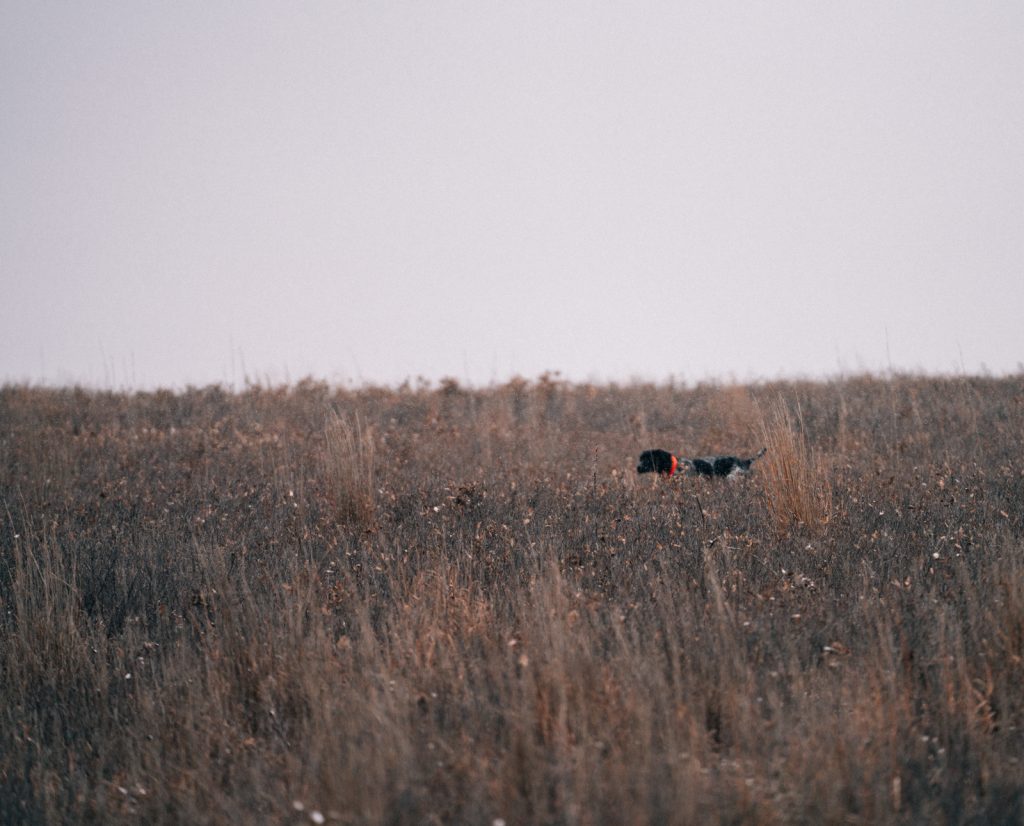A German Shorthaired Pointer on point while hunting bobwhite quail. 