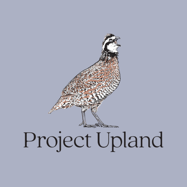 Bobwhite-quail-shirt-design Close up look at the bobwhite quail classic design with a calling male bird.