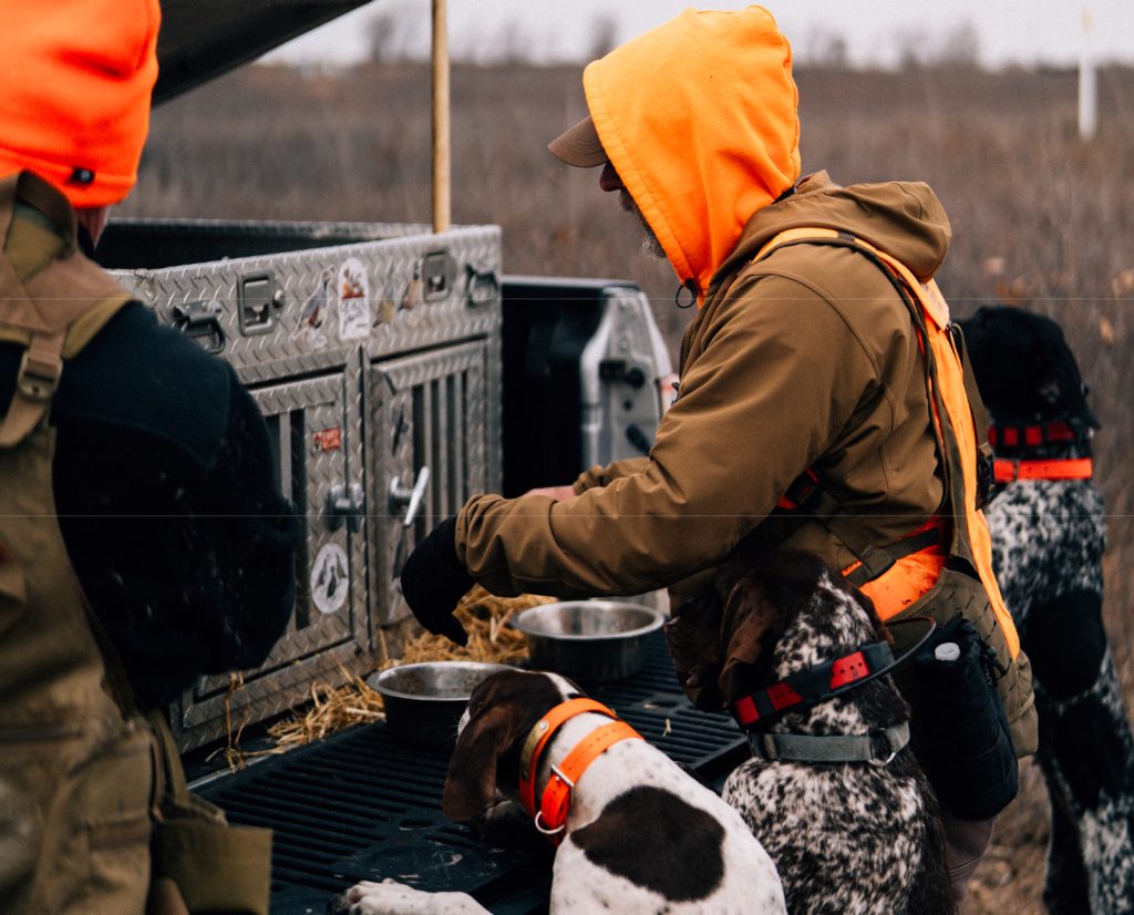 Kyle Hedges feeds multiple bird dogs durning a day hunting bobwhite quail. 