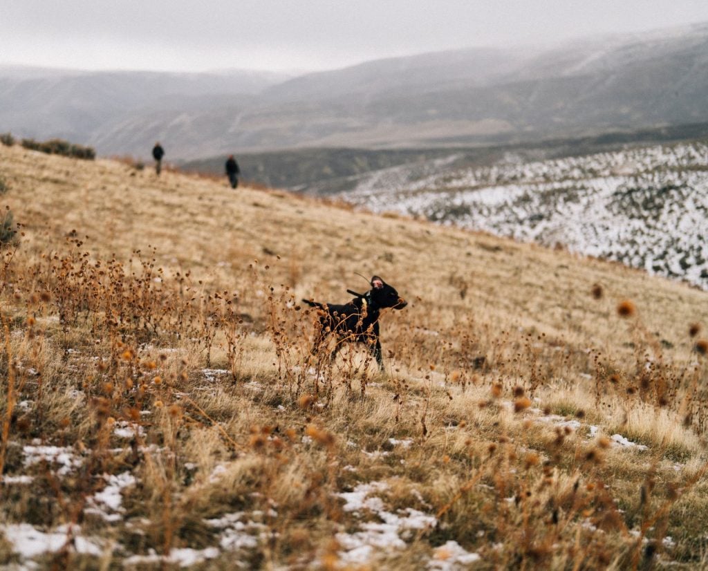 A Deutsch Langhaar running through chukar habitat with two hunters walking behind him.