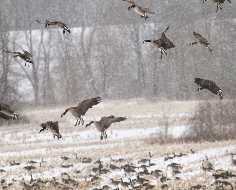 Canada geese come in for a landing in a snow-covered crop field