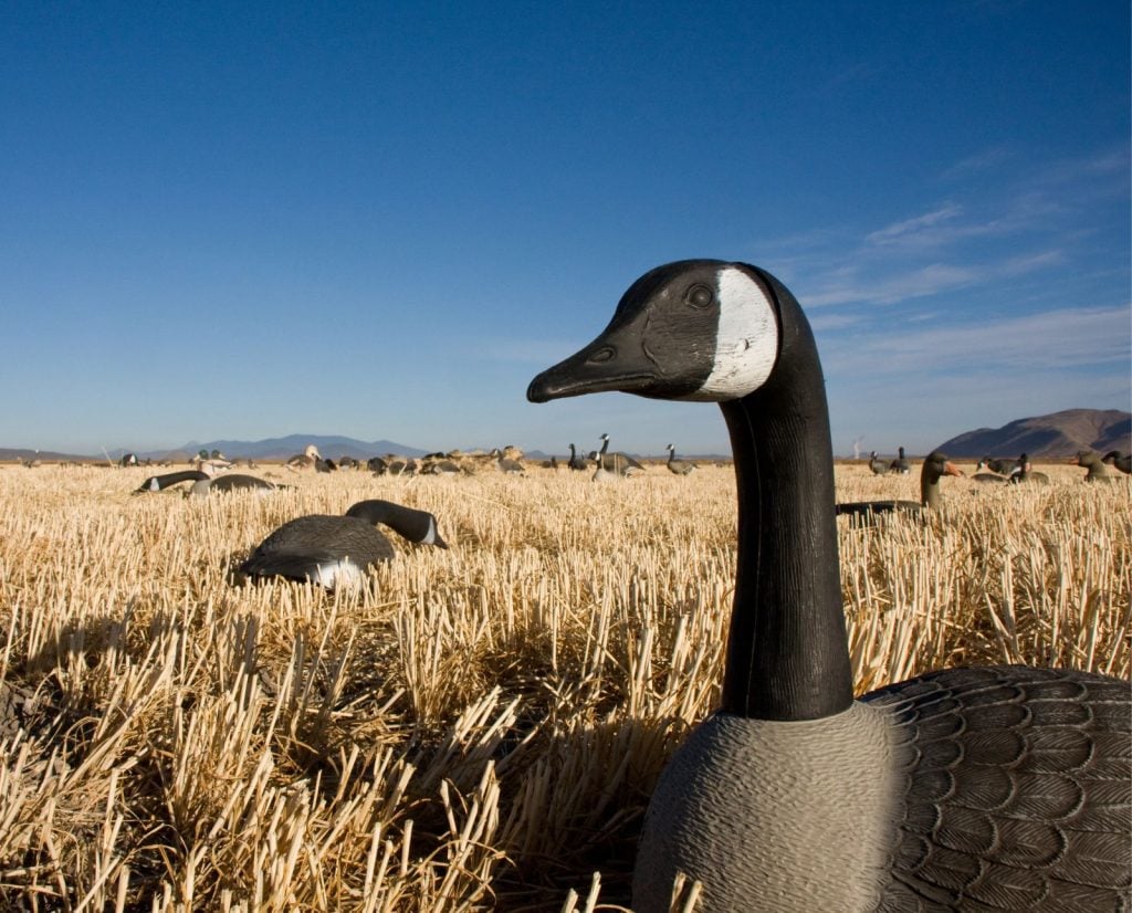 A close-up of a sentinel Canada goose decoy in a cut agricultural field.