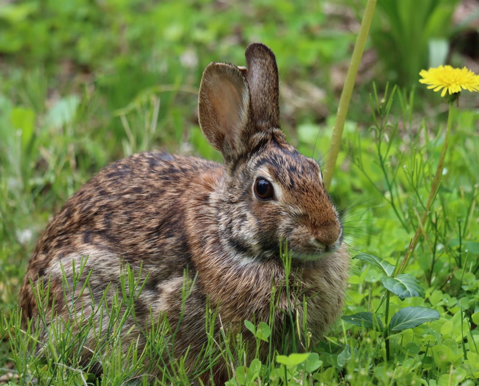 eastern-cottontail-rabbit-clover-dandelion-food - Project Upland